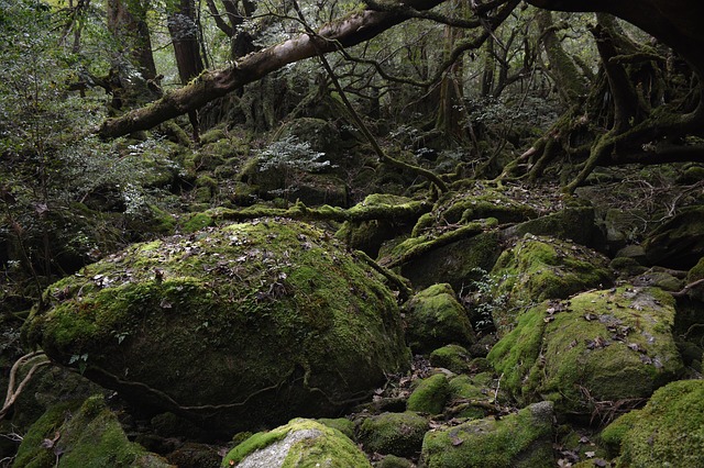 Yakushima